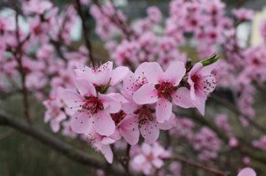 Pfirsichblüte 3